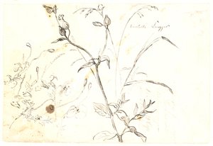 Études de plantes - Dankvart Dreyer