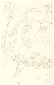 Études de plantes - Dankvart Dreyer