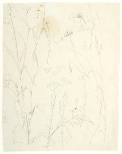 Études de plantes - Dankvart Dreyer
