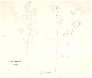 Études de plantes - Dankvart Dreyer