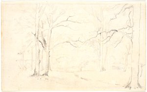 Intérieur de forêt