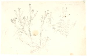 Études de chardons - Dankvart Dreyer