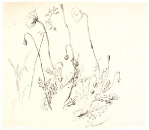 Coquelicots - Dankvart Dreyer