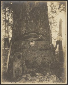 Sapin de 17 pieds de diamètre près de McMurray, Wash. - Darius Kinsey