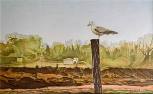 Mouette solitaire, 2022