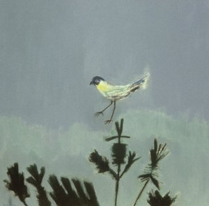 Oiseau étrange atterrissant