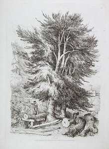 Hêtre n° 18, illustration de Progressive Lessons on Landscape for Young Beginners, 1816 - David Cox