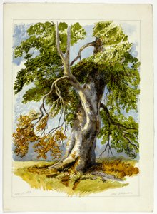 Arbre noueux