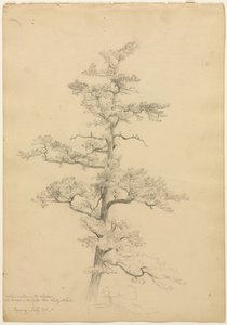 Pin, Conway, New Hampshire (recto), Études de paysage et d