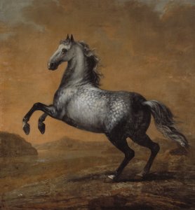 Le Petit Anglais, cheval du roi Karl XI (1655-97)