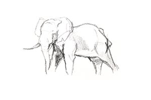 Éléphant mâle, 2021