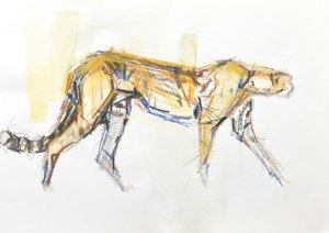 Guépard