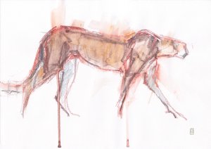 Chasse du guépard, 2019