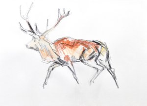 Cerf élaphe, 2020