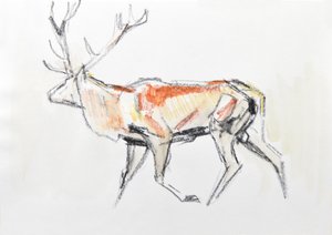 Cerf élaphe - David Mayer