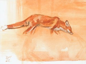 Renard roux, 2022