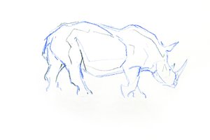 Rhinocéros blanc - David Mayer