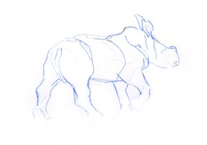 Bébé rhinocéros blanc - David Mayer