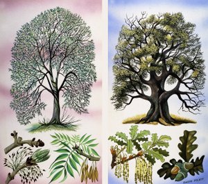 Des arbres visibles - David Pratt