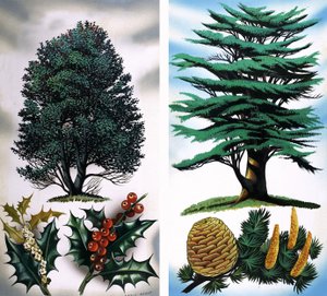 Arbres visibles : Houx et cèdre