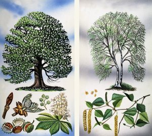 Arbres visibles : Marronnier d