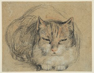 Chat, étude pour 