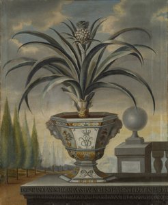 Plante d