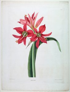 Amaryllis aulica