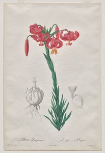 Lillium Pomponium (Lys Turban), planche 7 de Les Liliacées