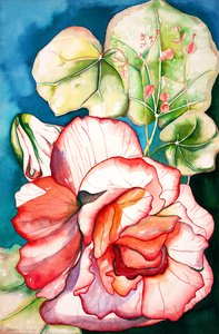 Bégonia ; 2006 (aquarelle) - Deborah Eve Alastra