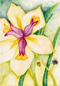 Lily et ses amis, 2007 (aquarelle)