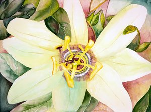 Passiflore, 2007 (aquarelle)