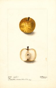 Pommes (Malus domestica : No.1) (aquarelle) - Deborah Griscom Passmore