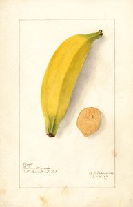 Bananes ( Musa : Purple Banana) (aquarelle)