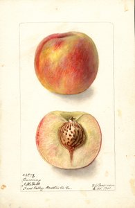 Pêches (Prunus persica : Carmen) (aquarelle) - Deborah Griscom Passmore