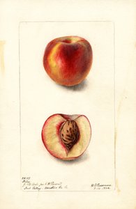 Pêches (Prunus persica : Hiley) (aquarelle) - Deborah Griscom Passmore
