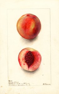 Pêches (Prunus persica : Johnsons Early) (aquarelle) - Deborah Griscom Passmore