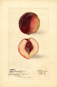 Nectarine de pêche sportive (Prunus persica) (aquarelle) - Deborah Griscom Passmore