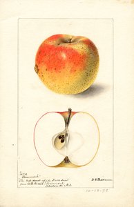 Pommes Tecumseh ( Malus domestica) (aquarelle) - Deborah Griscom Passmore