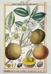 Abricotier hermaphrodite, de 