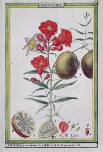 Grenadier, de Florindie ou Histoire physico-économique des végétaux de la Torride, 1789