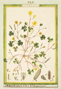 Oxalis biflora ou pes-caprae, aquarelle de Delahaye - Delahaye Delahaye