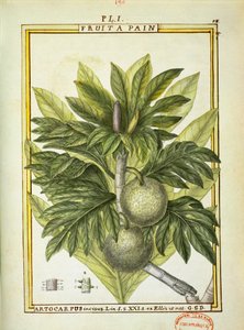 Arbre à pain (Artocarpus altilis), aquarelle de Delahaye - Delahaye Delahaye