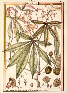 Manioc (Jatropha manihot), par Delahaye, aquarelle - Delahaye Delahaye
