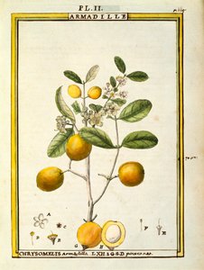 Chrysomelis Armadilla, aquarelle par Delahaye - Delahaye Delahaye
