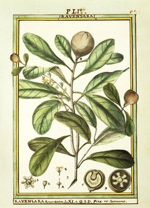 Cryptocarya Aromatica, aquarelle de Delahaye - Delahaye Delahaye
