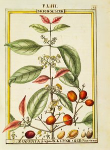 Eugenia Brignolla, aquarelle par Delahaye