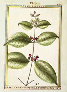 Eugenia Carthaginensis, aquarelle par Delahaye