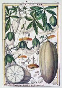 Fruits et fleurs de baobab (Adansonia digitata) par Delahaye, de Florindie ou Histoire physico-économique des Végétaux de la Torride - Delahaye Delahaye