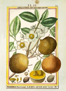 Pomme mammee (Mammea americana) - Delahaye Delahaye